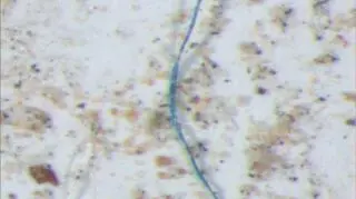 Plastikowe włókna odnalezione w kroplach deszczu (USGS)