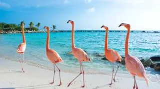 Plaża flamingów na wyspie Aruba