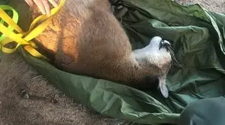 Po ściągnięciu pumy z drzewa zbadali ją biolodzy (California Department of Fish &amp; Wildlife)