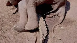 Pod martwym słoniem znaleziono krokodyla (Andrew Mwanza)