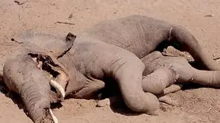 Pod martwym słoniem znaleziono krokodyla (Andrew Mwanza)