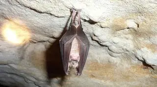 Podkowiec duży (Rhinolophus ferrumequinum)