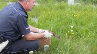 Policjanci na ratunek kaczuszkom (KPP Sokołów Podlaski)