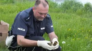Policjanci na ratunek kaczuszkom (KPP Sokołów Podlaski)
