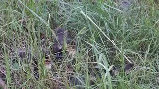 Policjanci na ratunek kaczuszkom (KPP Sokołów Podlaski)