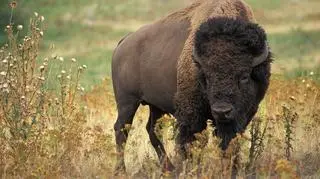 Północnoamerykański bizon (Elk Island National Park, wikipedia)