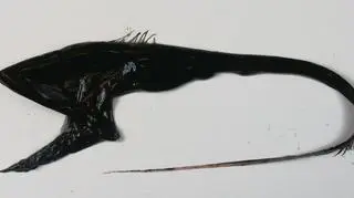 Połykacz (Wikipedia (CC BY SA 3.0) / Alexei Orlov)