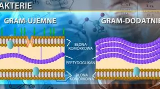 Porównanie bakterii Gram-ujemnych i Gram-dodatnich
