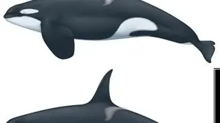 Porównanie samców "zwykłej" orki (na górze) i orki typu D (Uko Gorter/NOAA)