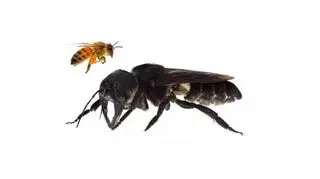 Porównanie wielkości pszczoły miodnej i pszczoły Wallece'a (Megachile pluto)