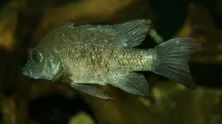 Poszukiwana samica Mangarahara cichlid (Berlin Zoo)
