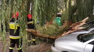 Powalone drzewa w Kołobrzegu (MIASTOKOLOBRZEG.PL)