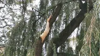 Powalone drzewa w Kołobrzegu (MIASTOKOLOBRZEG.PL)