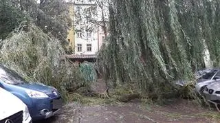 Powalone drzewa w Kołobrzegu (MIASTOKOLOBRZEG.PL)