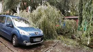 Powalone drzewa w Kołobrzegu (MIASTOKOLOBRZEG.PL)