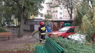 Powalone drzewa w Kołobrzegu (MIASTOKOLOBRZEG.PL)