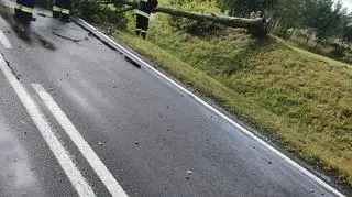 Powalone drzewo na krajowej "20" (OSP BIAŁY BÓR)