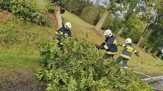 Powalone drzewo na krajowej "20" (OSP BIAŁY BÓR)