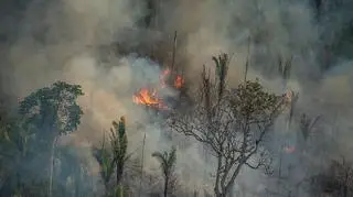 Pożar w Jaci-Paraná w Porto Velho, w stanie Rondônia w Brazylii w połowie sierpnia 2020 roku (Christian Braga/Greenpeace)