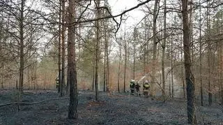 Pożar w Nadleśnictwie Trzcianka (Marta Drzewiecka/Lasy Państwowe)