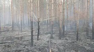 Pożar w polskim lesie (Michał Nowak/Lasy Państwowe)