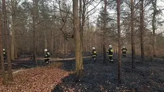 Pożar w polskim lesie (Michał Nowak/Lasy Państwowe)