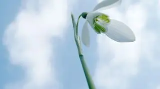 Przebiśniegi jeszcze w lutym? / sxc.hu