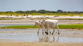 Przeżyły spotkanie z huraganem (Paula D. O'Mally)