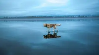 Psy zaprzęgowe od lat pomagały ludziom