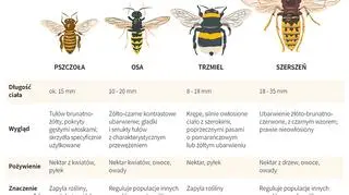 Pszczoła, osa, trzmiel, szerszeń. Jak je rozpoznać (PAP/DPA)