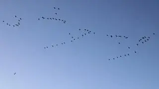Ptasie migracje nad Nietlickim Bagnem