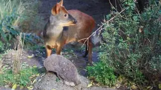 Pudu/Wojciech Doroszewicz