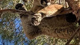 Puma płowa to gatunek drapieżnego ssaka z rodziny kotowatych (California Department of Fish &amp; Wildlife)
