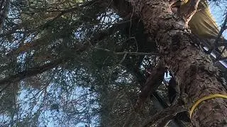 Puma siedziała na drzewie wysokości 15 metrów (California Department of Fish &amp; Wildlife)