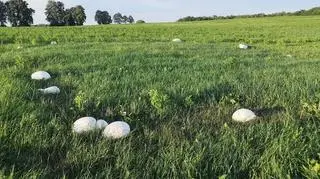 Purchawice olbrzymie w Nadleśnictwie Augustów (LP)