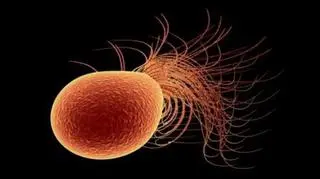 Pyrococcus furiosus (sciencescapes.co.uk)