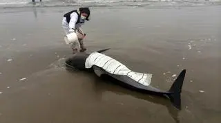 Ręczniki zapobiegają wysychaniu skóry delfinów