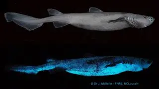 Rekin gatunku Dalatias licha sfotografowany w świetle dziennym i nocnym (zródło: Dr J