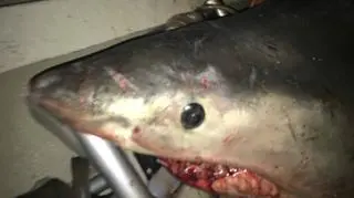 Rekin wskoczył na pokład australijskiemu rybakowi (źródło: Marine Rescue NSW/ facebook)