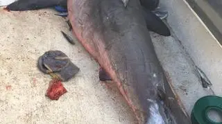 Rekin zranił rybaka (źródło: Marine Rescue NSW/ facebook)