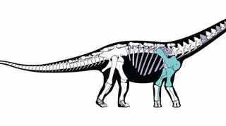 Rekonstrukcja szkieletu mansurazaura (Andrew McAfee, Carnegie Museum of Natural History))