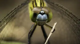 Reynante (Martinez Maestro/Comedy Wildlife Photography Awards 2020)