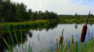 Rezerwat Horowe Bagno / fot: Wojsyl, Wikipeda (CC BY-SA 3.0)