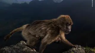 © Riccardo Marchegiani - Wildlife Photographer of the Year