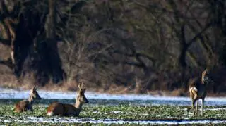 "Rodzina" na spacerze