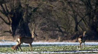 "Rodzina" na spacerze