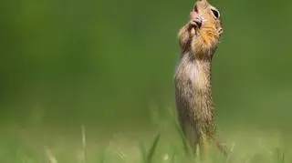 Roland Kranitz/Comedy Wildlife Photo Awards 2020