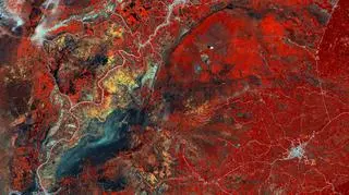 Roślinność na Borneo