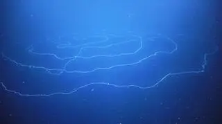 Rurkopław z rodziny Apolemia (Schmidt Ocean Institute)