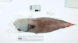 "Ryba bez twarzy" (fot. Museums Victoria / CSIRO, John Pogonoski)